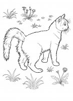 disegni/gatti/gatti_cats_ 12.jpg